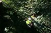 gal/Ville_Propre/_thb_OPERATION DECHETS LAMBRES 074.JPG